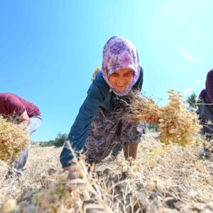 mersinde yerli nohut projesi basariyla devam ediyor l6H2MlRB