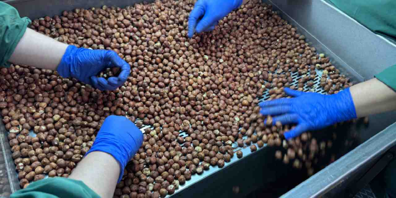 findik 124 ulkede alici buldu A1S1uEcv