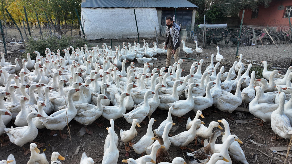 agrida islik sesiyle yuzlerce kanatli hayvani etrafina topluyor Hw9pHAEH