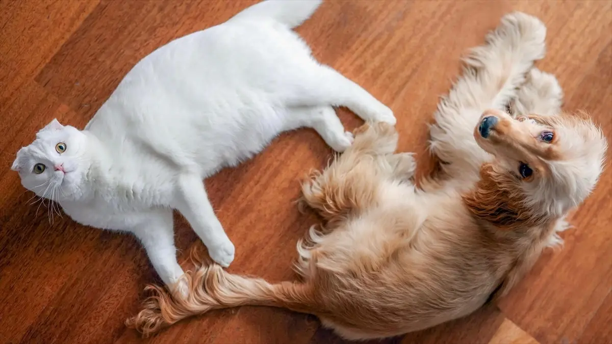 ozgur ozel hayvanlari koruma gununu kutladi OME7vU6C