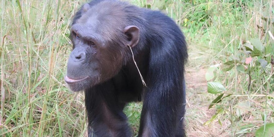 Şempanzeler arasında yayılan garip moda trendi: İnsandan görmüşler