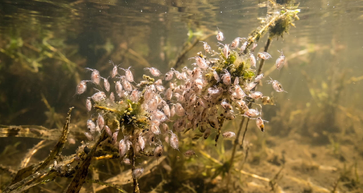 İklim Değişikliği Tehditi: Türlerin Yok Oluş Riski Artıyor