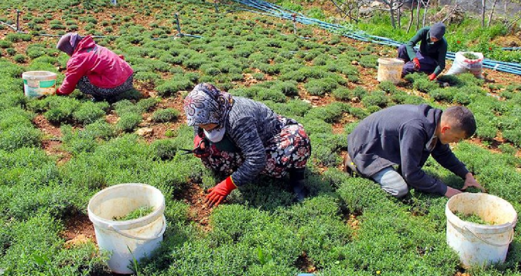Dağların Şifalı Bitkisi Zahter, Tezgahlarda Yerini Aldı: Kilo Fiyatı 400 TL’ye Ulaştı
