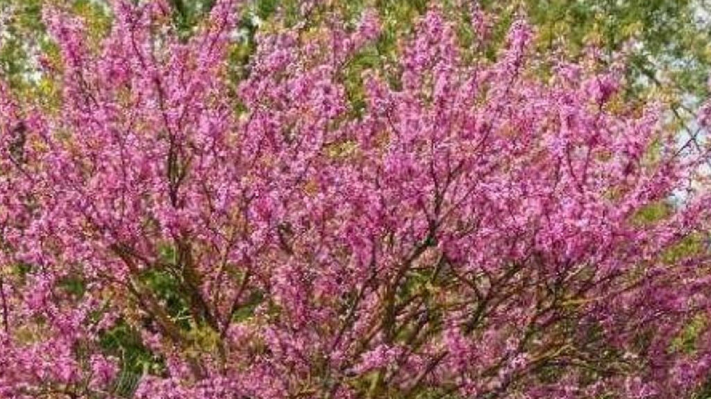 Yozgat’ta Bahar Etkinliği Coşkusu