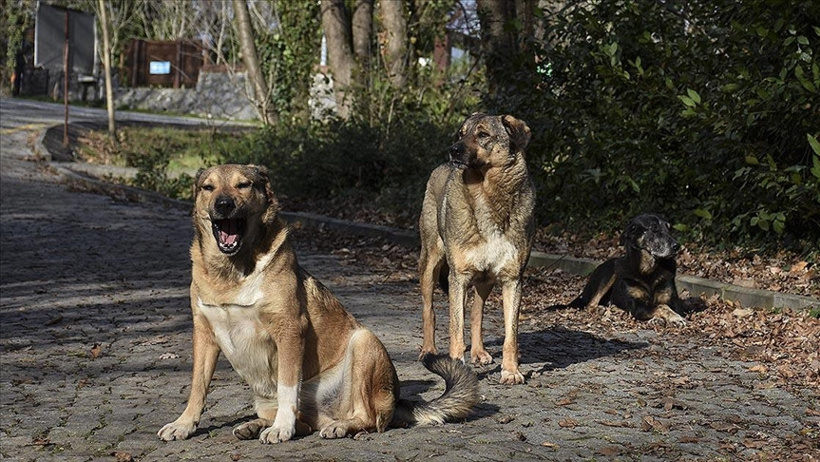 Bakan Çiftçi, Sokak Köpeklerinin Toplanma Başarı Oranlarını Açıkladı
